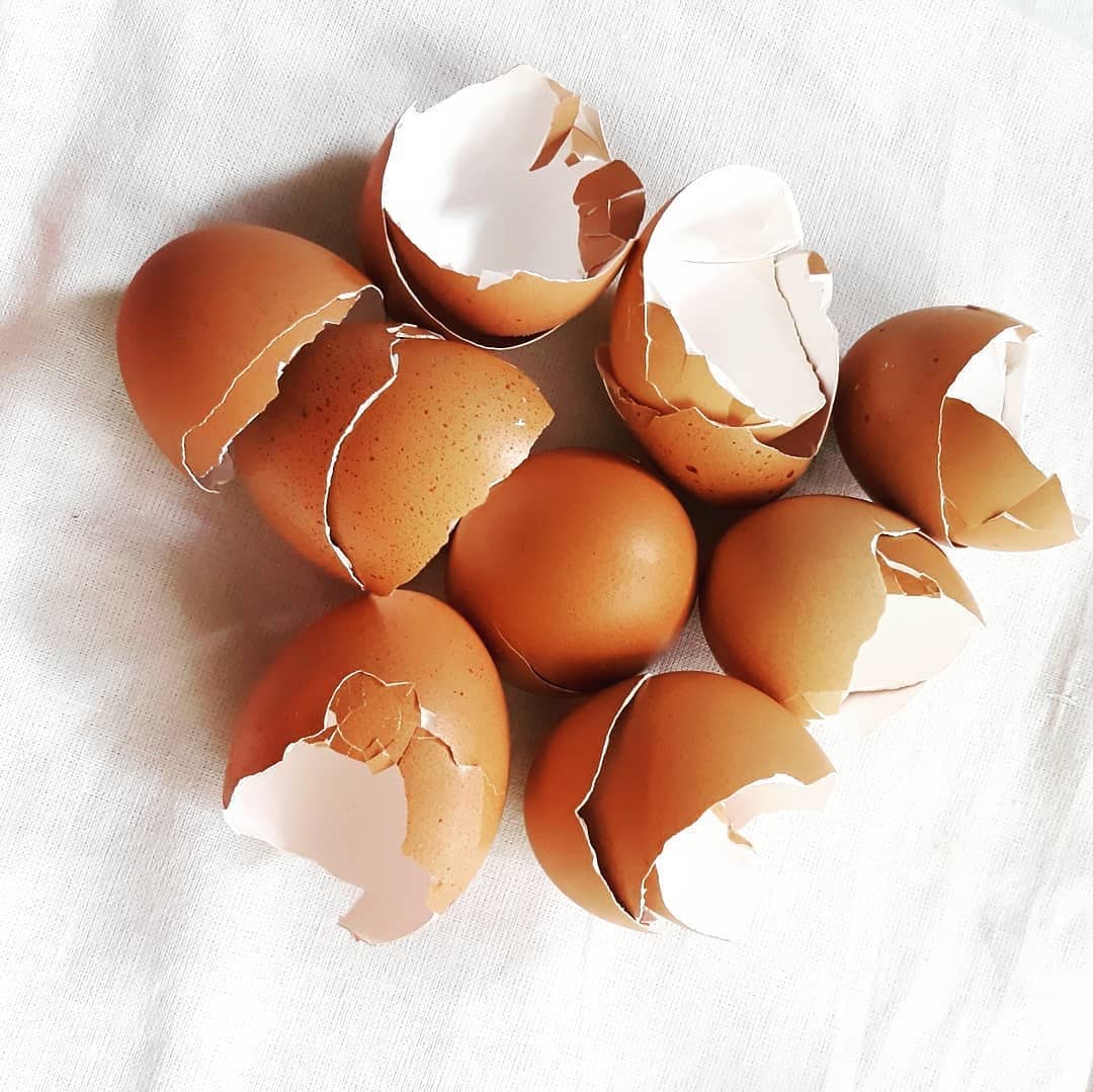 Cara Menggunakan Cairan Pembersih Telur