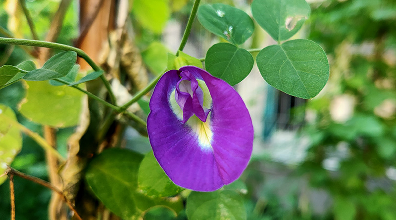 Bunga ungu manfaat telang 5 Manfaat