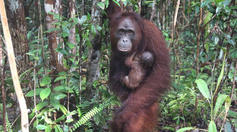Seekor Bayi Orangutan Lahir di SM Lamandau Kalimantan Tengah￼￼