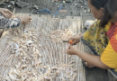 Bersih Pantai Nambangan Perak, Jadi Ngerti Proses Pengolahan Ikan Bulu Ayam