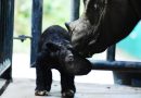 Satu Ekor Anak Badak Sumatera Jantan Lahir di SRS Taman Nasional Way Kambas