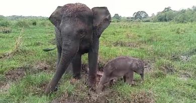 Bayi Gajah Sumatera Lahir di TN Way Kambas, Susul Kelahiran Bayi Badak