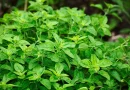 Oregano (Origanum vulgare): Herbal Kaya Manfaat Oregano (Origanum vulgare): Herbal Kaya Manfaat