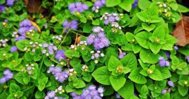 Dari Gulma ke Herbal: Potensi Bandotan bagi Kesehatan Dari Gulma ke Herbal: Potensi Bandotan bagi Kesehatan