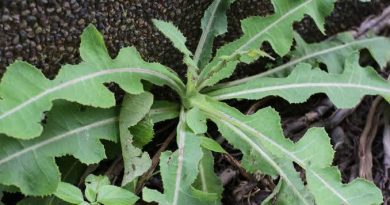 Tempuyung (Sonchus arvensis): Gulma yang Menyimpan Khasiat Kesehatan