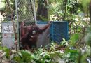 Pulang ke Rumah: Lima Orangutan Memulai Babak Baru di Rimba Kalimantan