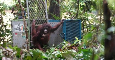 Pulang ke Rumah: Lima Orangutan Memulai Babak Baru di Rimba Kalimantan