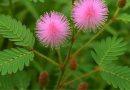 Putri Malu (Mimosa pudica): Tanaman Liar yang Menyimpan Keunikan dan Potensi Herbal