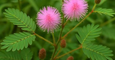 Putri Malu (Mimosa pudica): Tanaman Liar yang Menyimpan Keunikan dan Potensi Herbal Putri Malu (Mimosa pudica): Tanaman Liar yang Menyimpan Keunikan dan Potensi Herbal