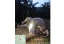 Gajah Sumatera Ditemukan Mati di Perkebunan Aceh Tamiang, Diduga Keracunan