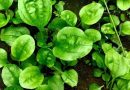 Daun Sendok (Plantago major): Tanaman Liar yang Kaya Potensi Herbal