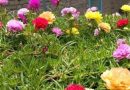 Krokot (Portulaca oleracea): Gulma yang Ternyata Bisa Dimakan