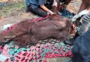 Orangutan Jantan Ditemukan Lemah di Kebun Sawit Saat Hutan Sekitar Terbakar