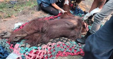 Orangutan Jantan Ditemukan Lemah di Kebun Sawit Saat Hutan Sekitar Terbakar