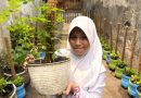 Syifa Budidaya 6.862 Tanaman Bunga Telang, Olah Menjadi Minuman Herbal hingga Bolu